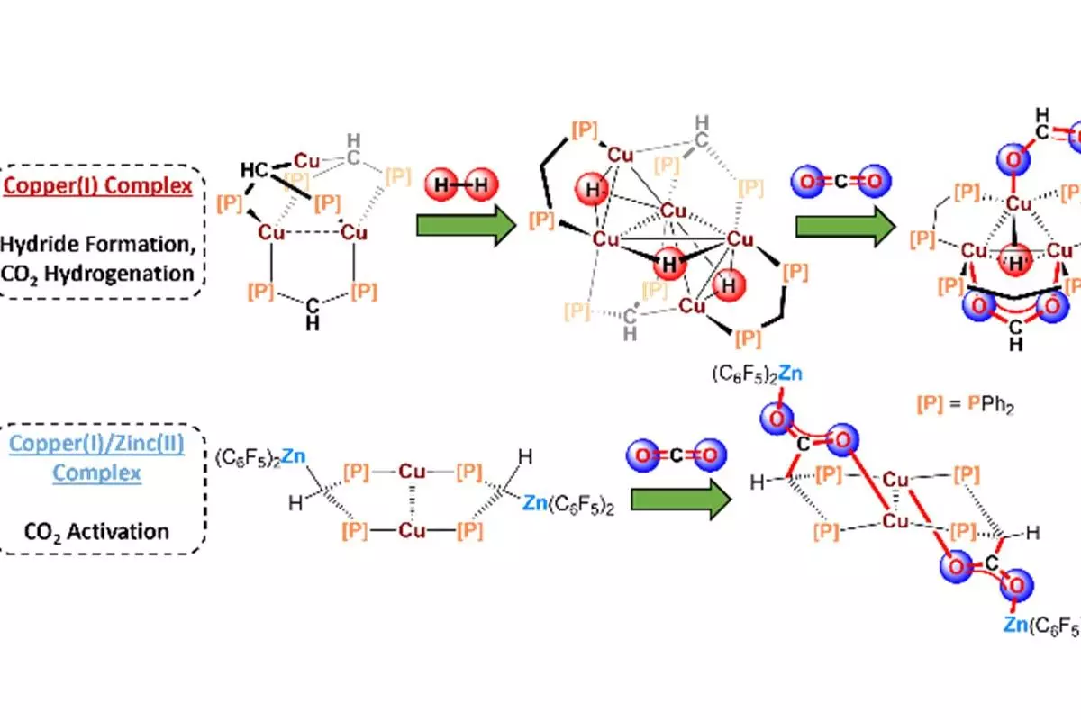 Organo-copper and zinc complexes